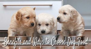 Benefits and Ways to Choose Dog Food